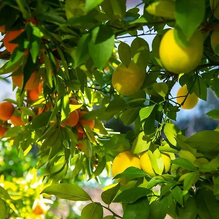 Apartment Duje Kastela